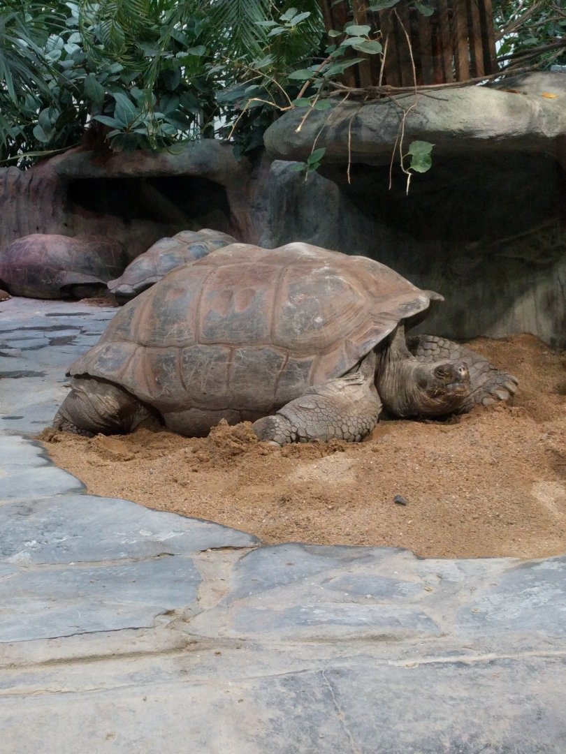 Galapagos Giant Tortoise Zoo Praha 2018