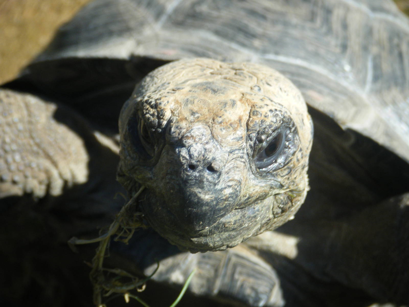Galapagos Giant Tortoise