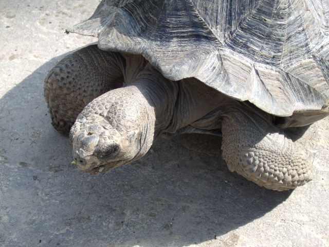 Galapagos Giant Tortoise