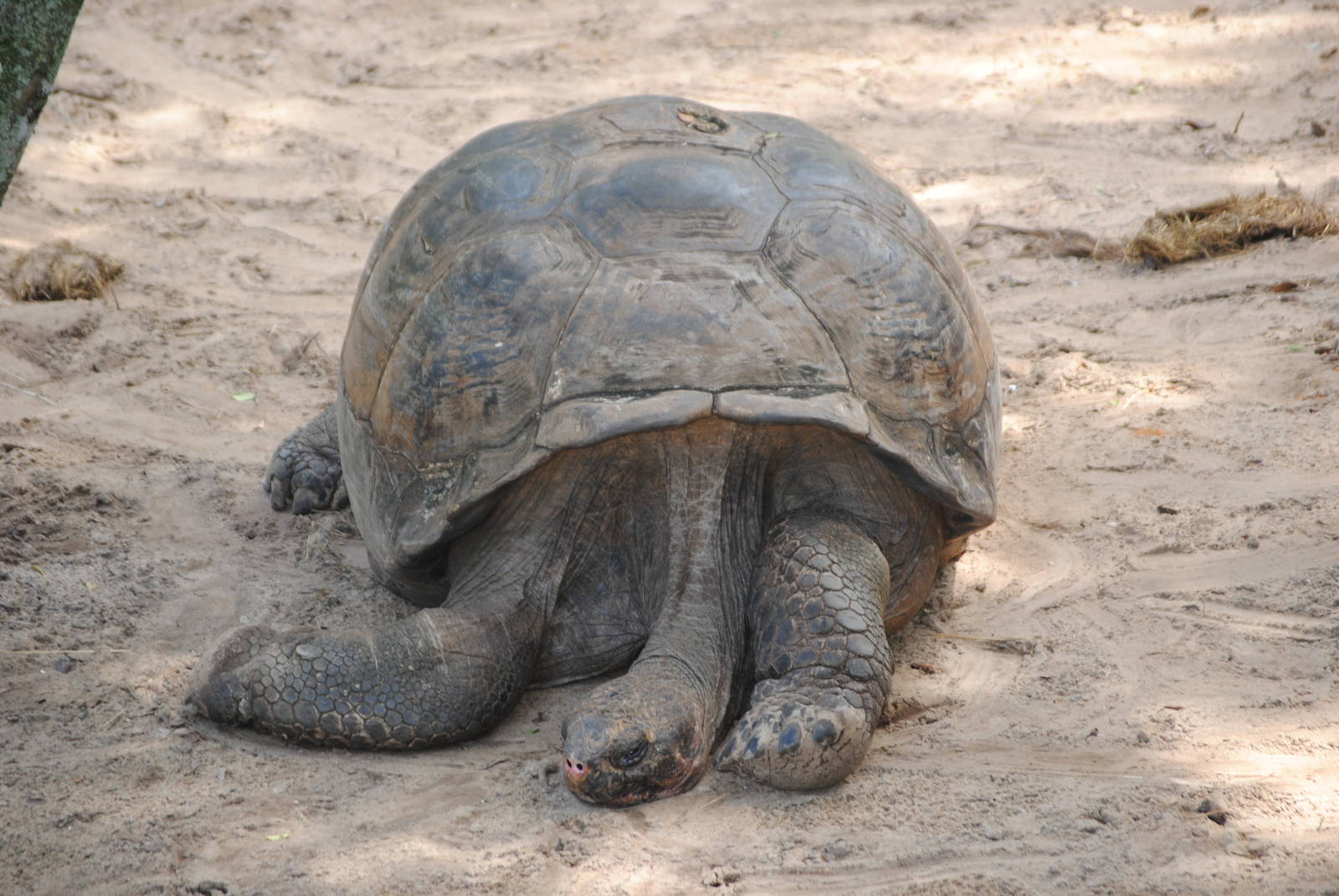 Galapagos Giant Tortoise
