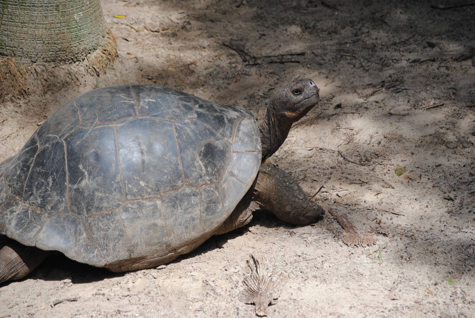Galapagos Giant Tortoise