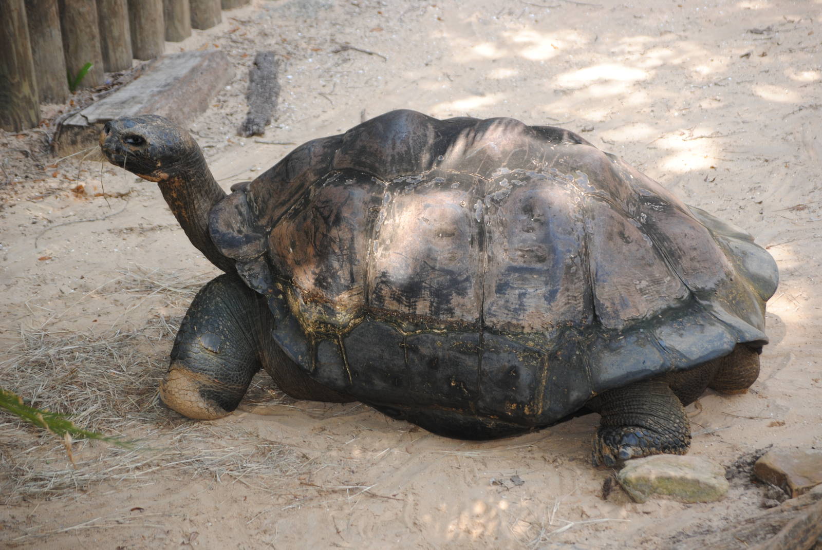Galapagos Giant Tortoise