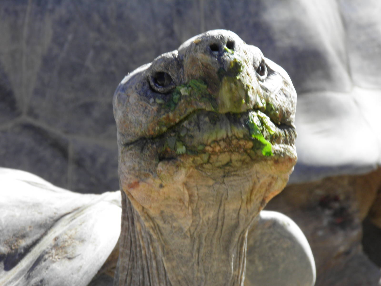 Galapagos Giant Tortoise