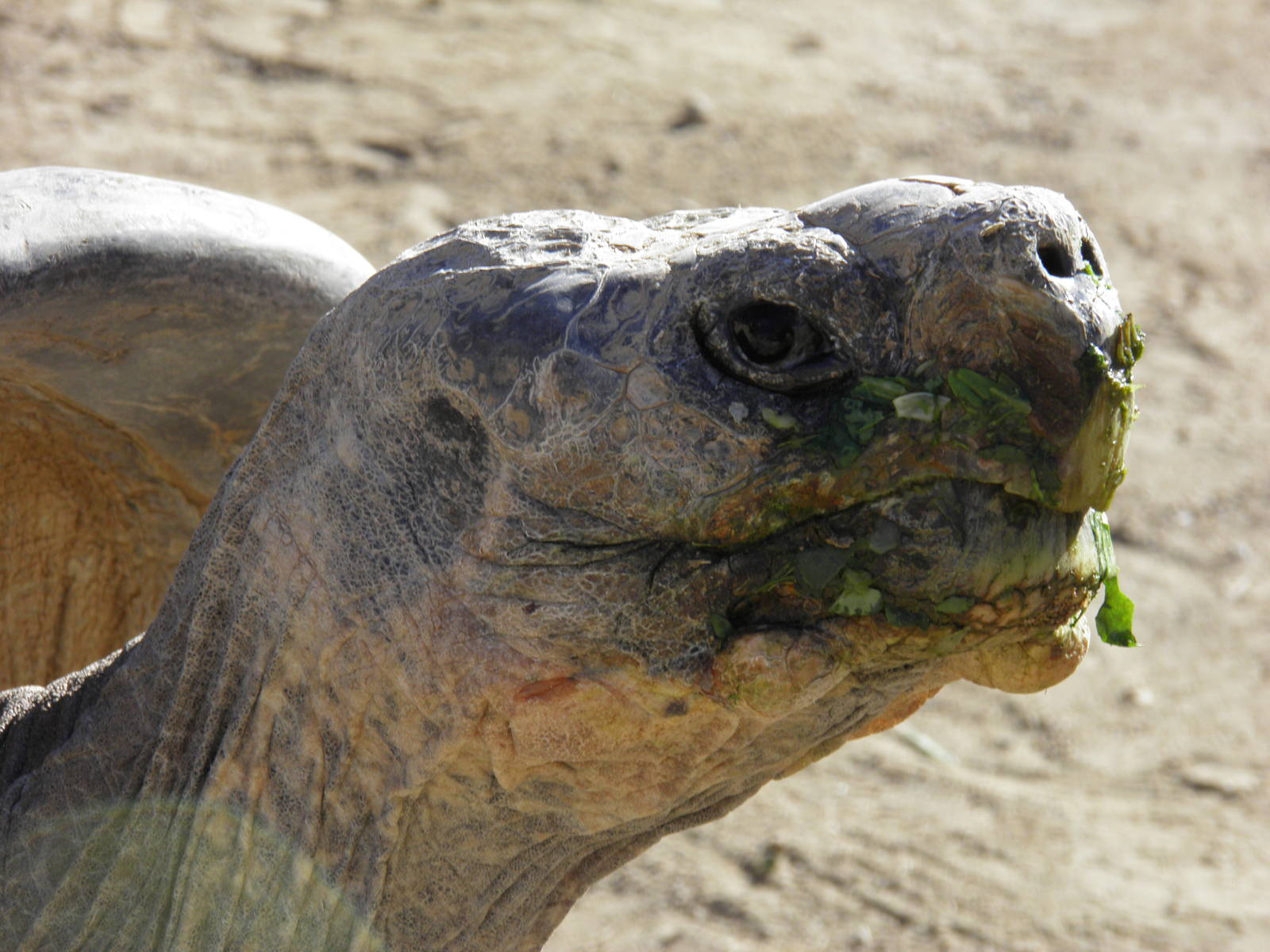 Galapagos Giant Tortoise