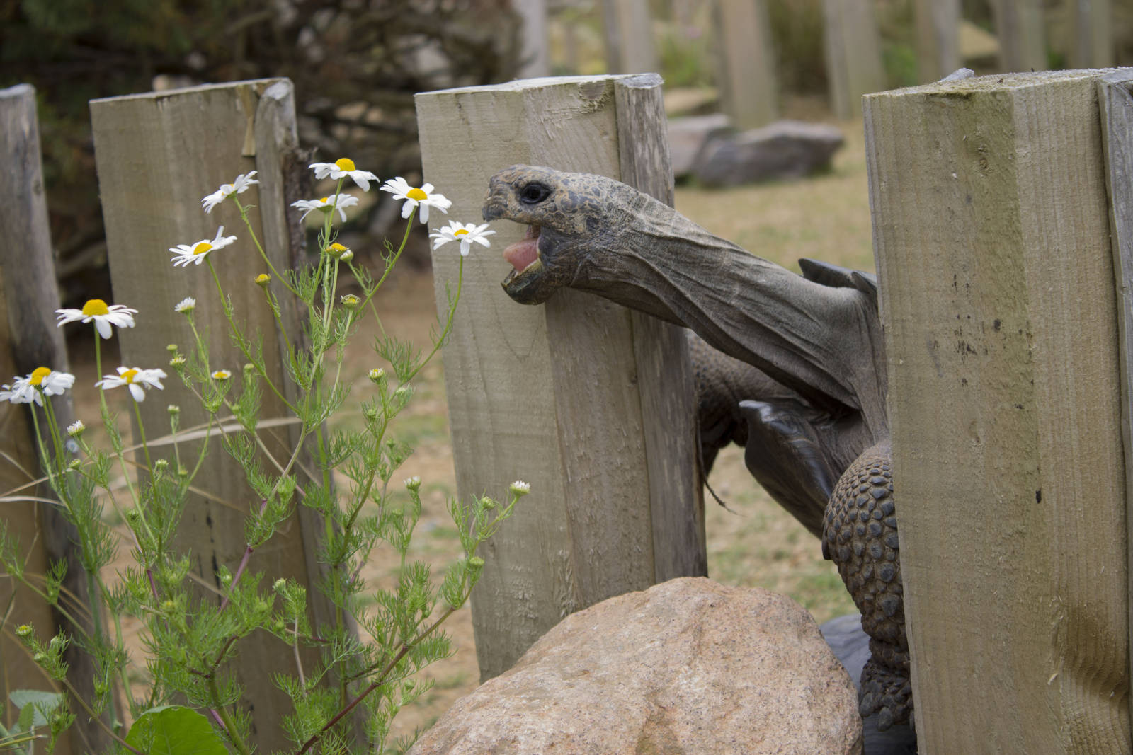 Galapagos giant tortoise