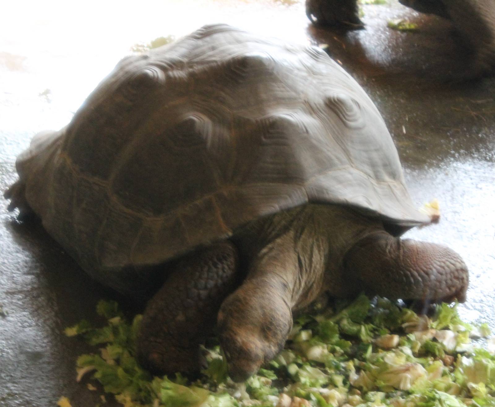 Galapagos giant tortoise