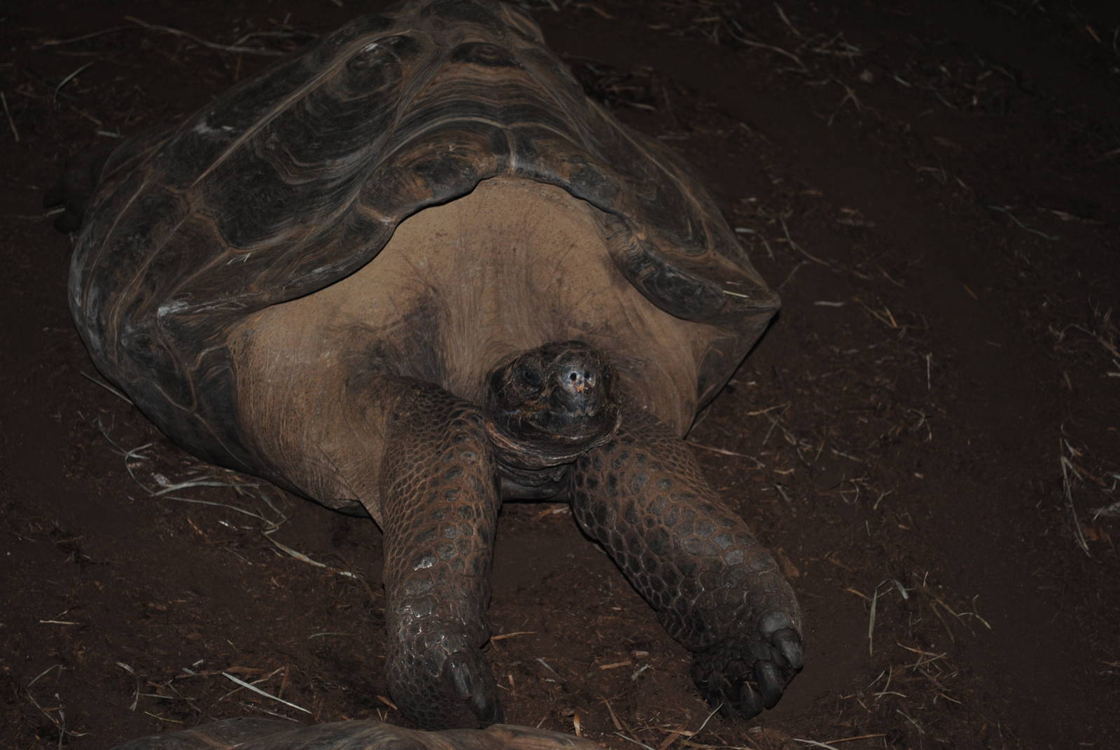 Galapagos Giant Tortoise