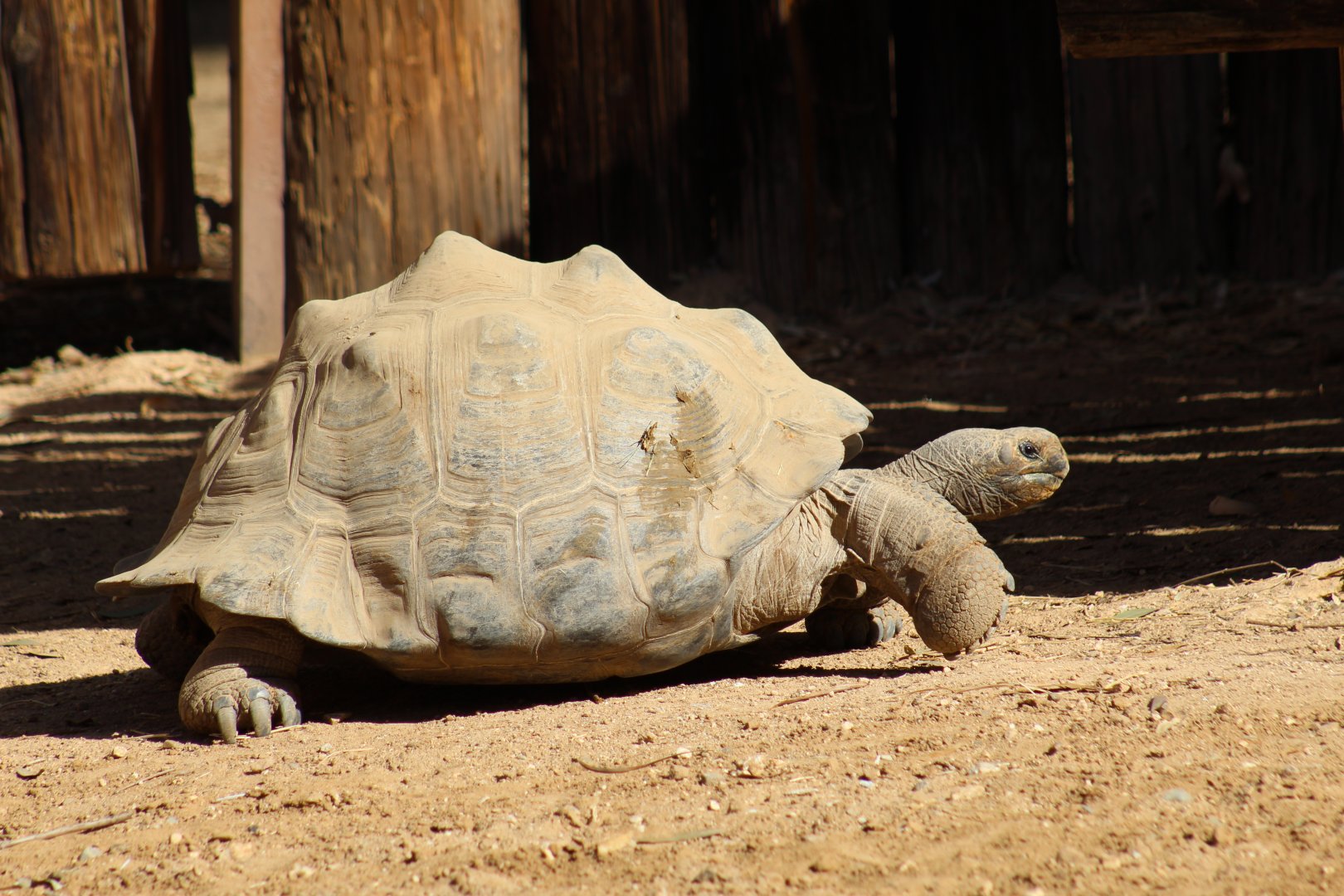 Galápagos Giant Tortoise