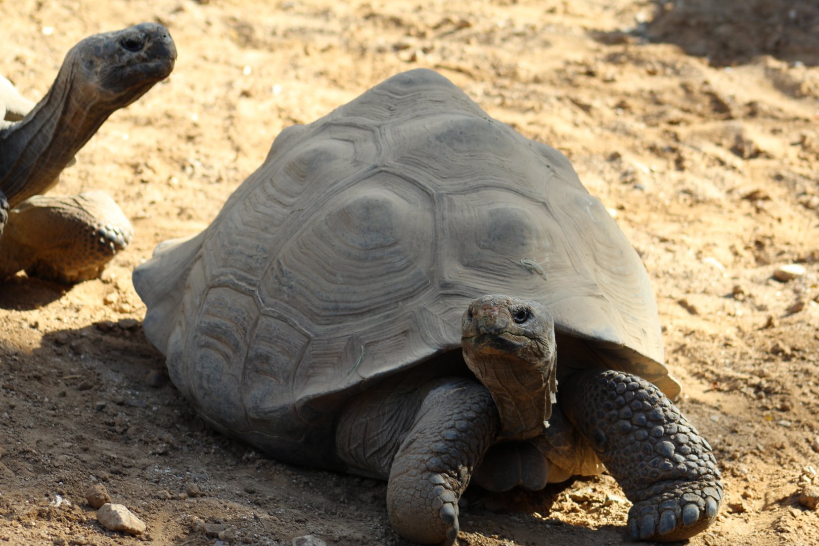 Galápagos Giant Tortoise