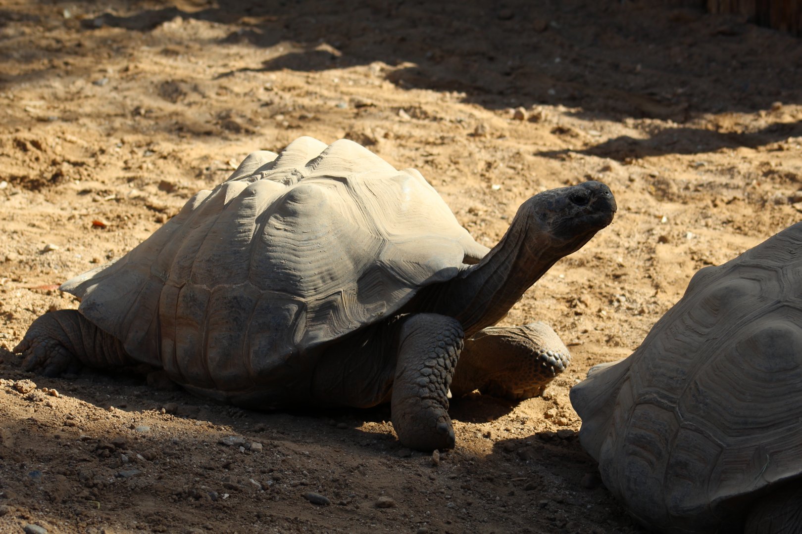 Galápagos Giant Tortoise