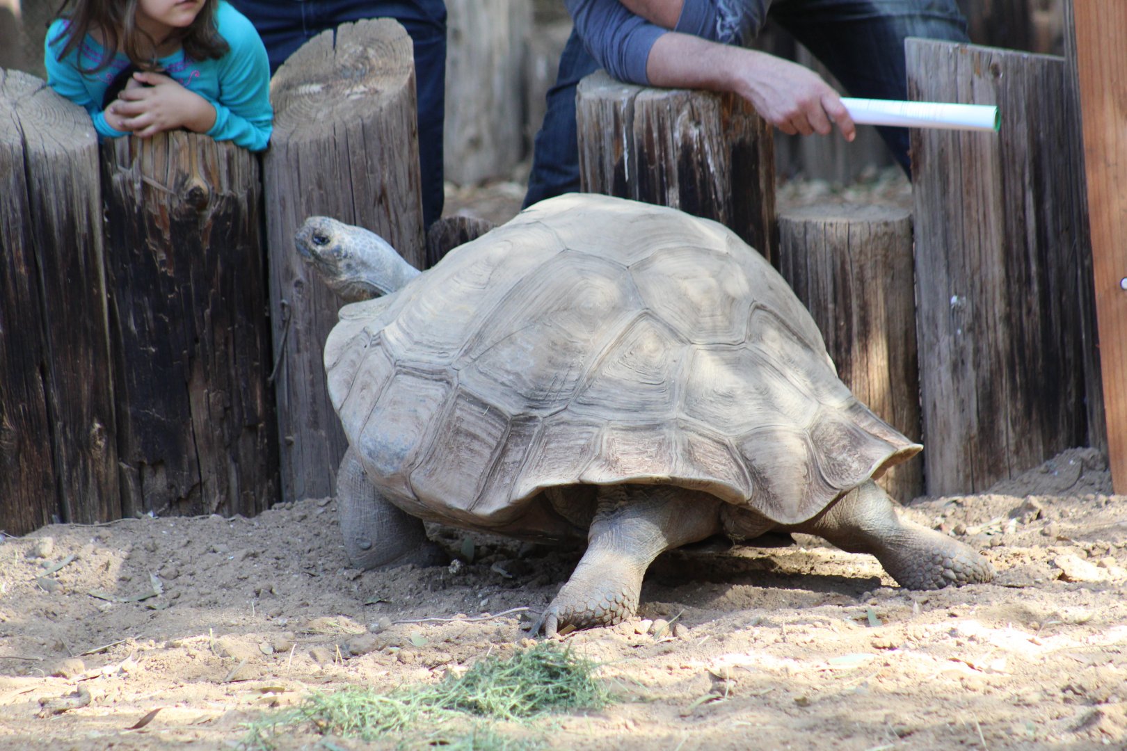 Galápagos Giant Tortoise