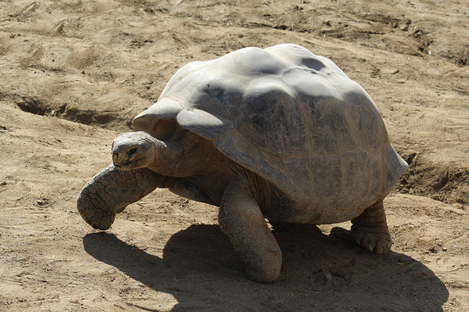 Galápagos Giant Tortoise