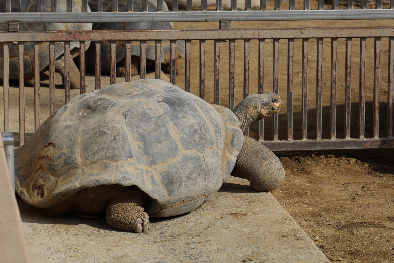Galápagos Giant Tortoise