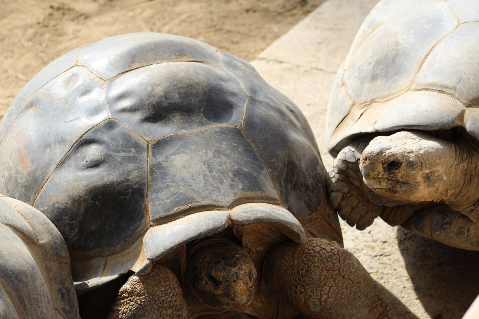 Galápagos Giant Tortoise