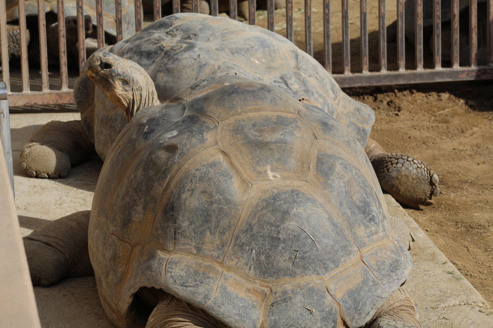 Galápagos Giant Tortoise