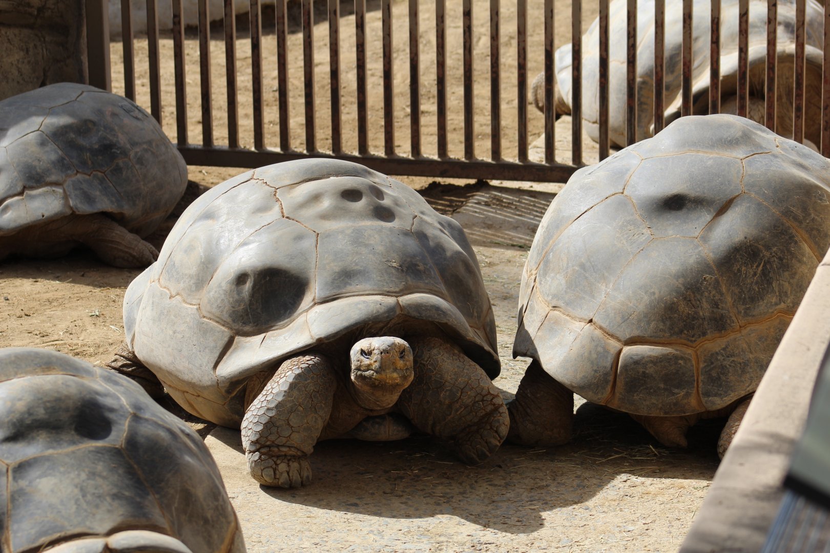 Galápagos Giant Tortoise