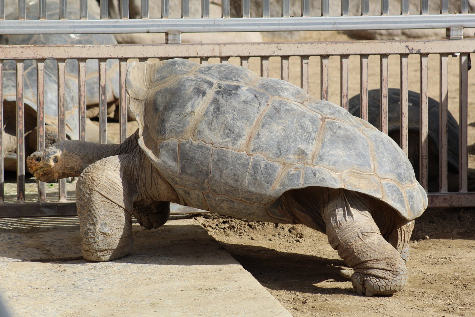 Galápagos Giant Tortoise