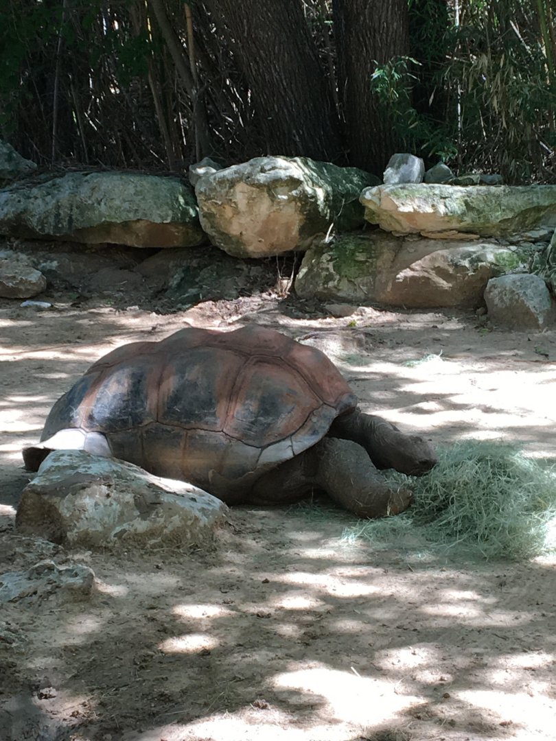 Galápagos giant tortoise