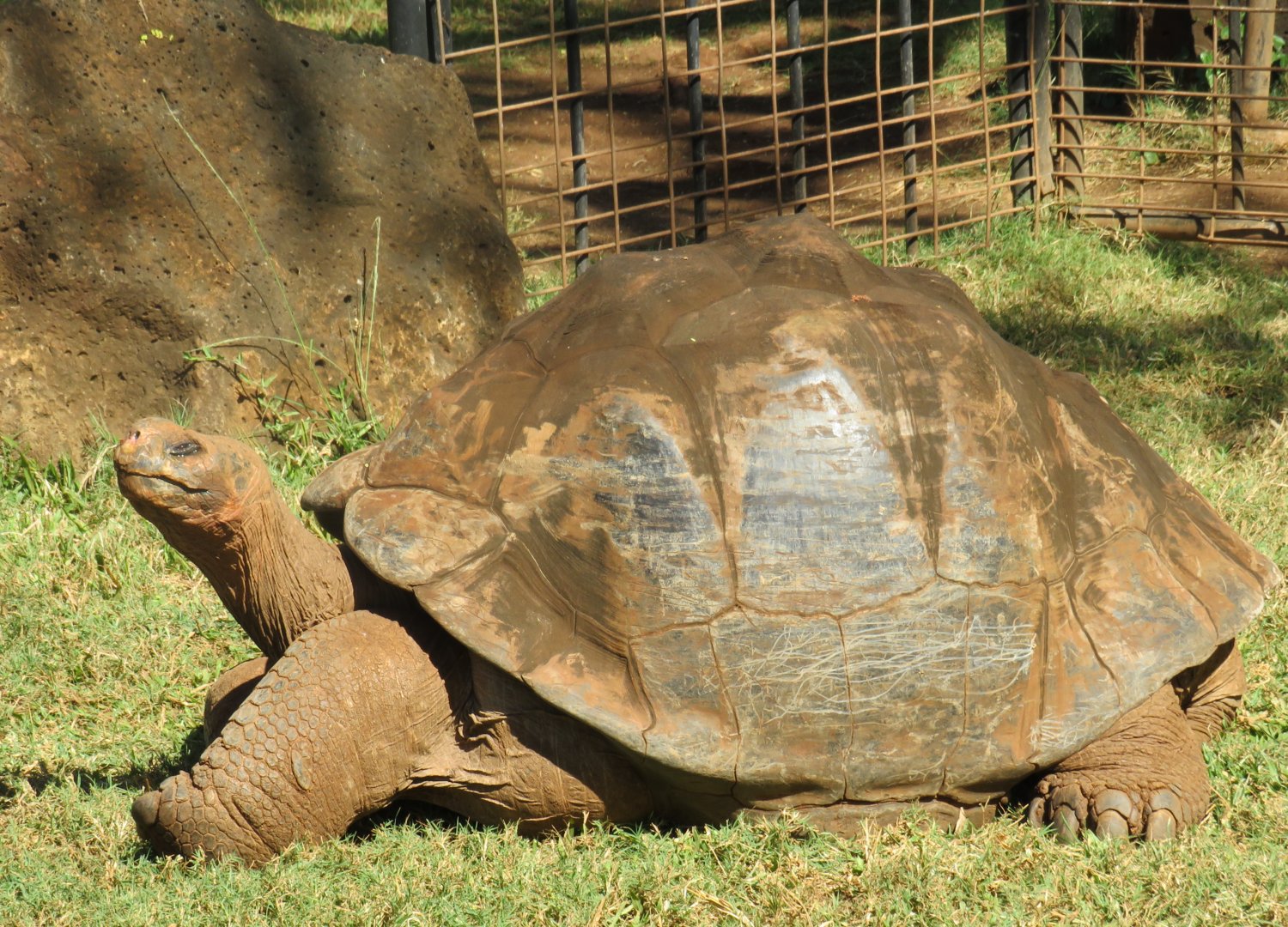 Galapagos giant tortoise