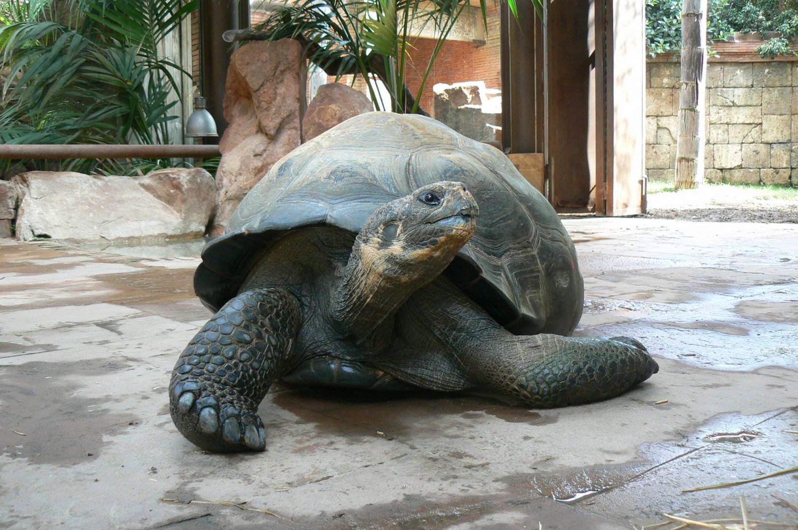 Galapagos giant tortoise