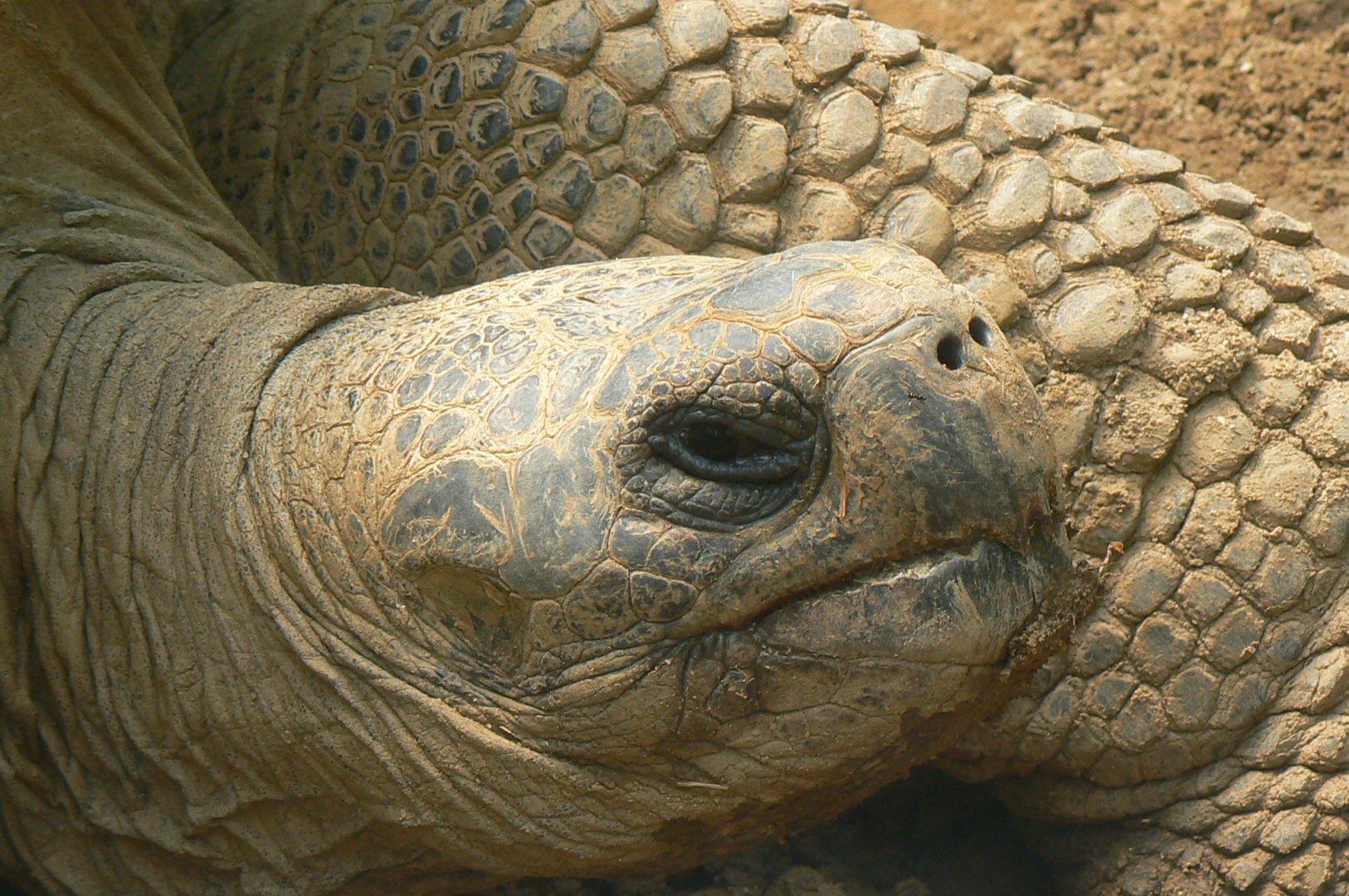 Galapagos giant tortoise