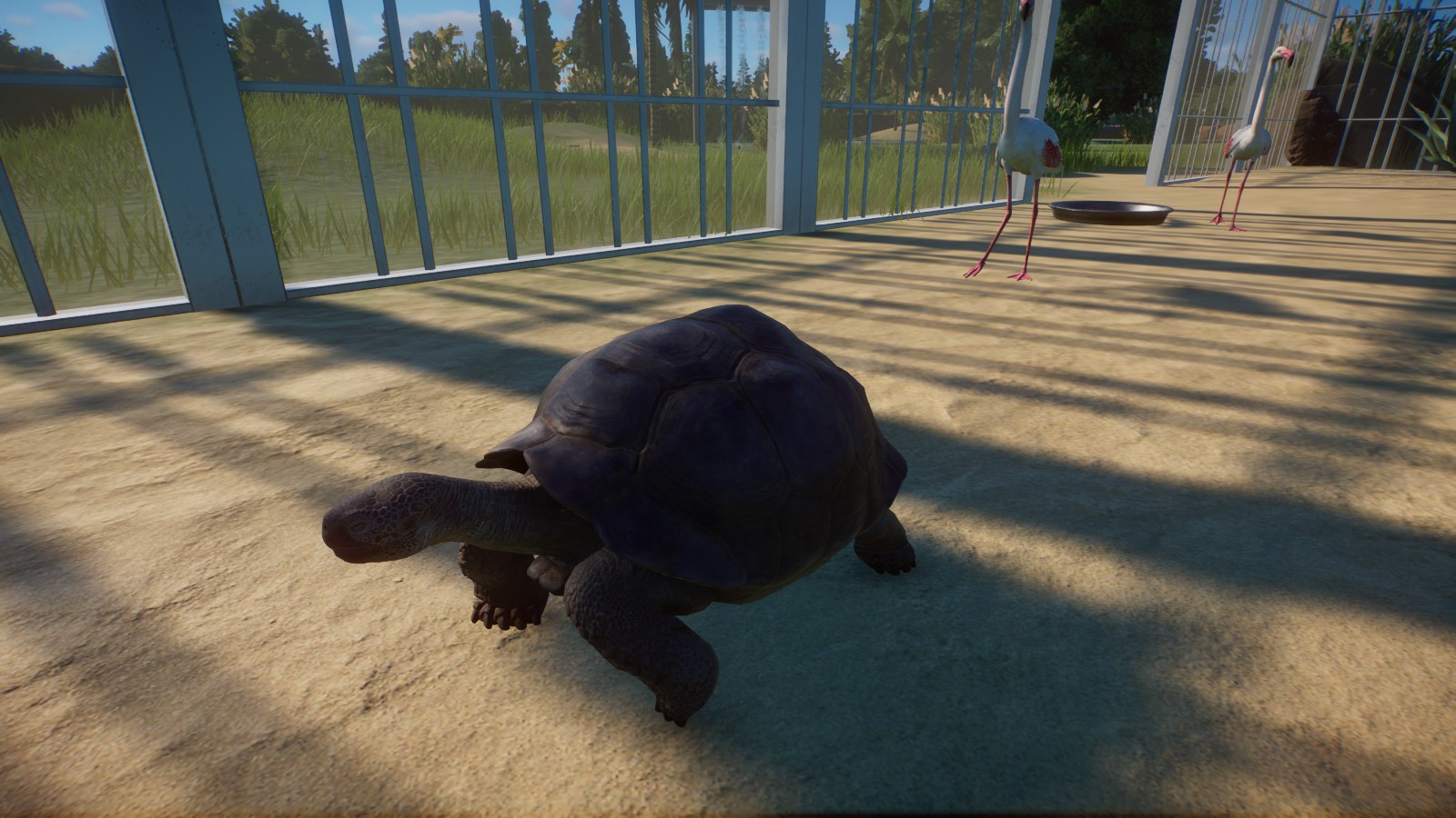 Galapagos Giant Tortoise