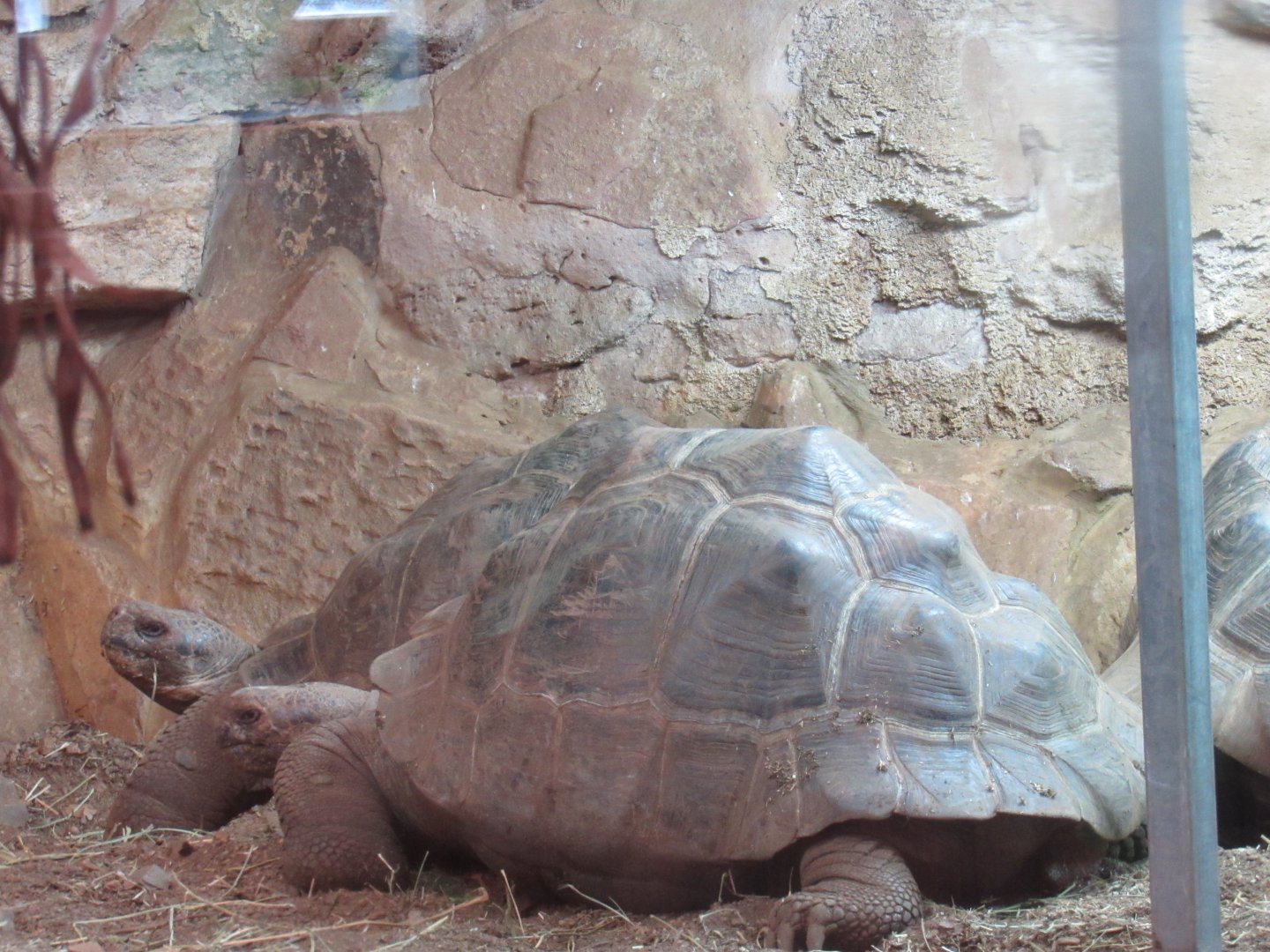 Galapagos Giant Tortoise
