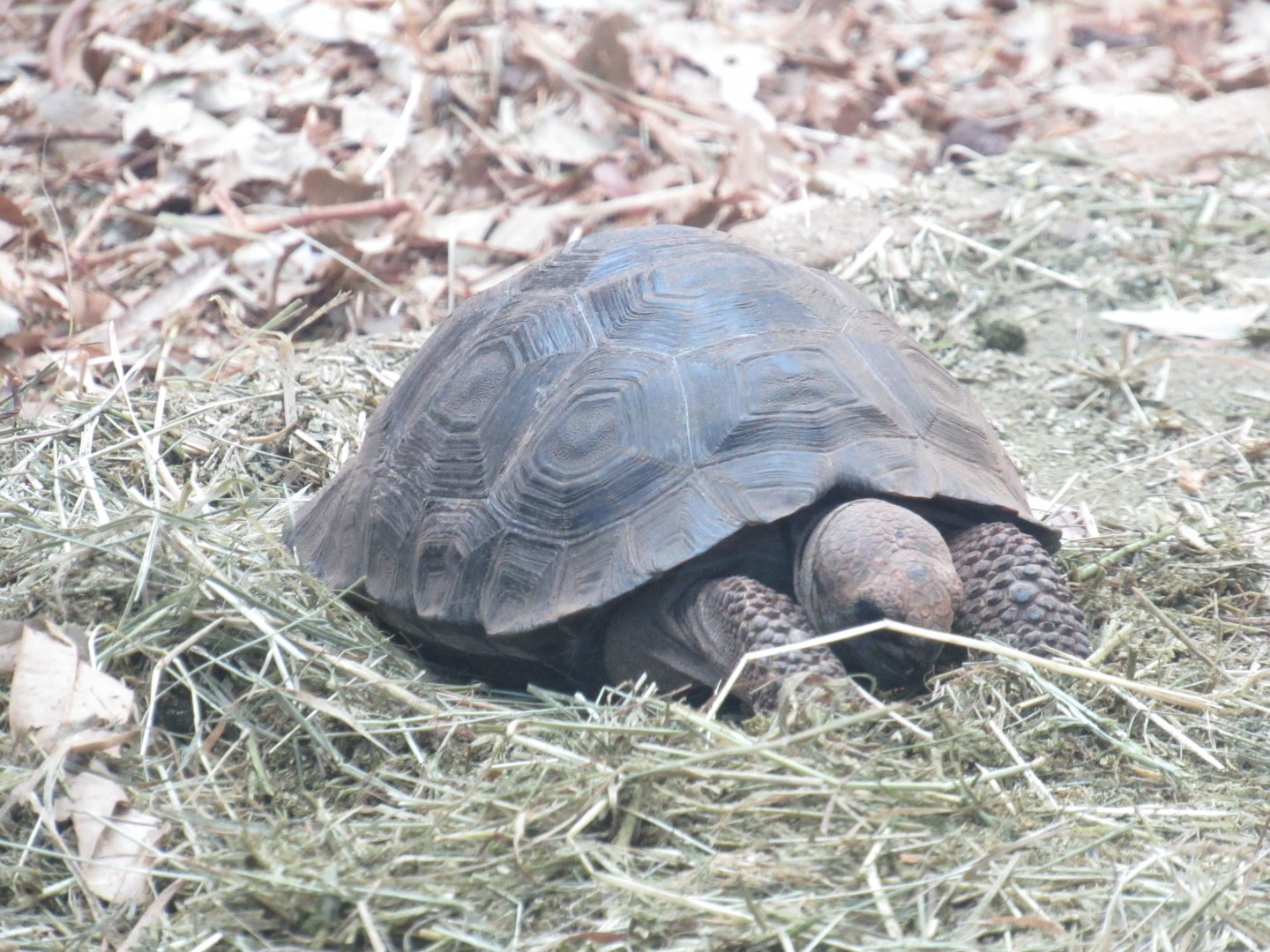 Galapagos Giant Tortoise