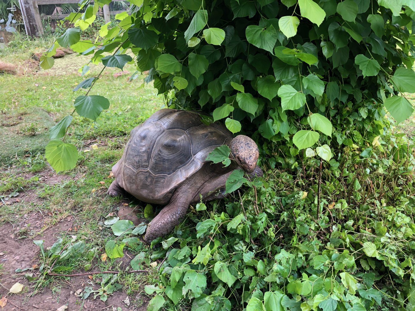 Galapagos Giant Tortoise
