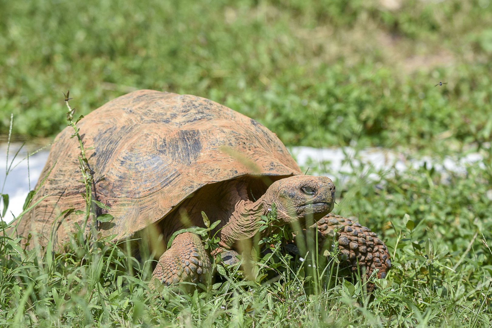 Galapagos Giant Tortoise