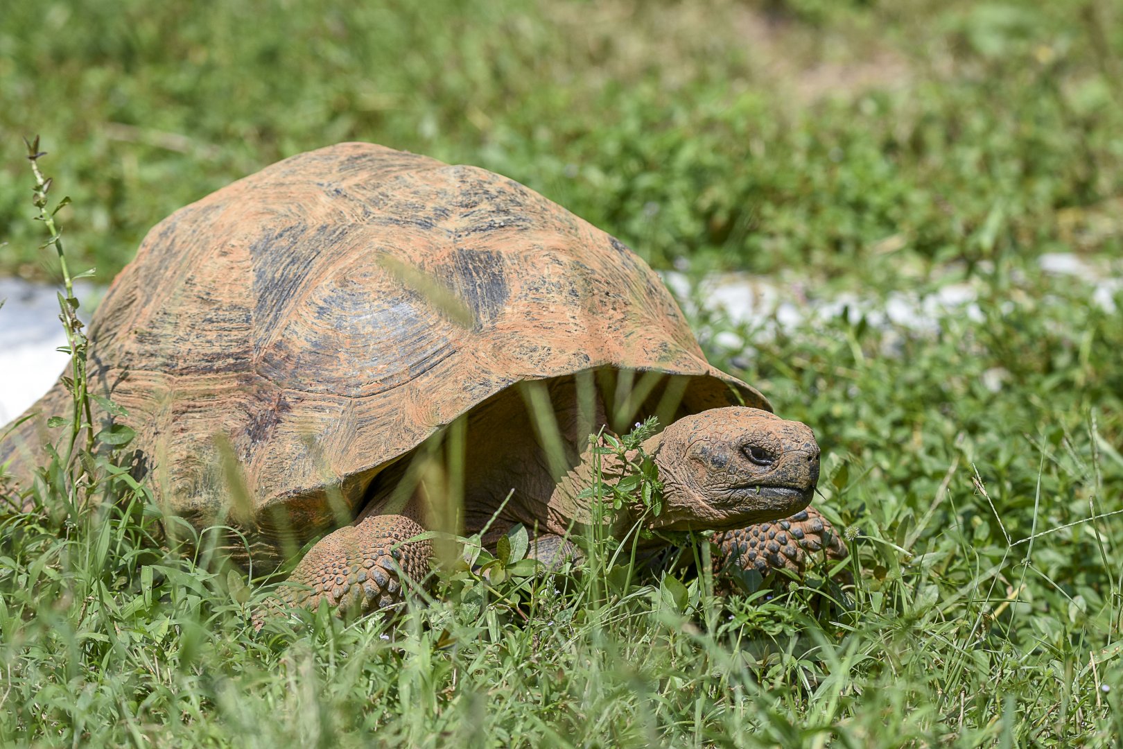 Galapagos Giant Tortoise