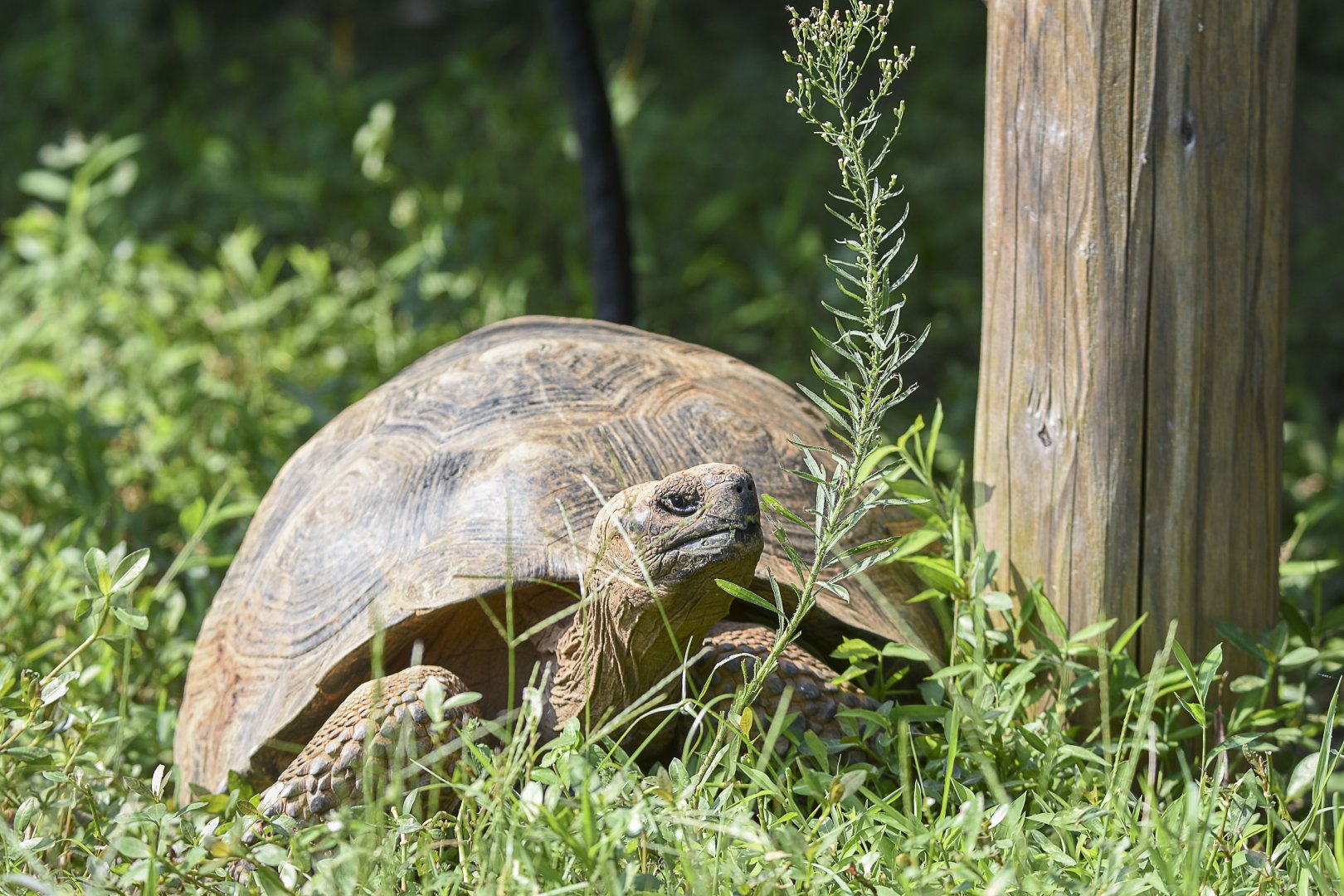 Galapagos Giant Tortoise