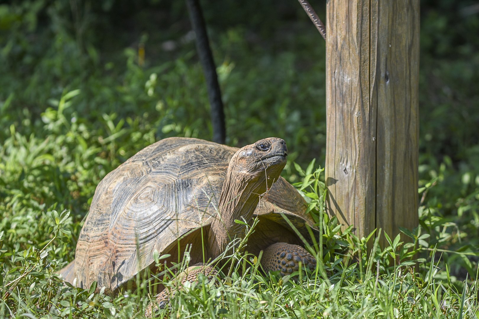 Galapagos Giant Tortoise