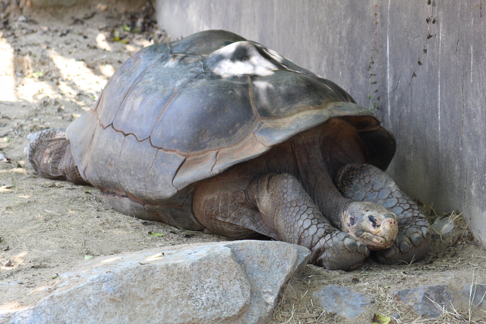 Galápagos giant tortoise