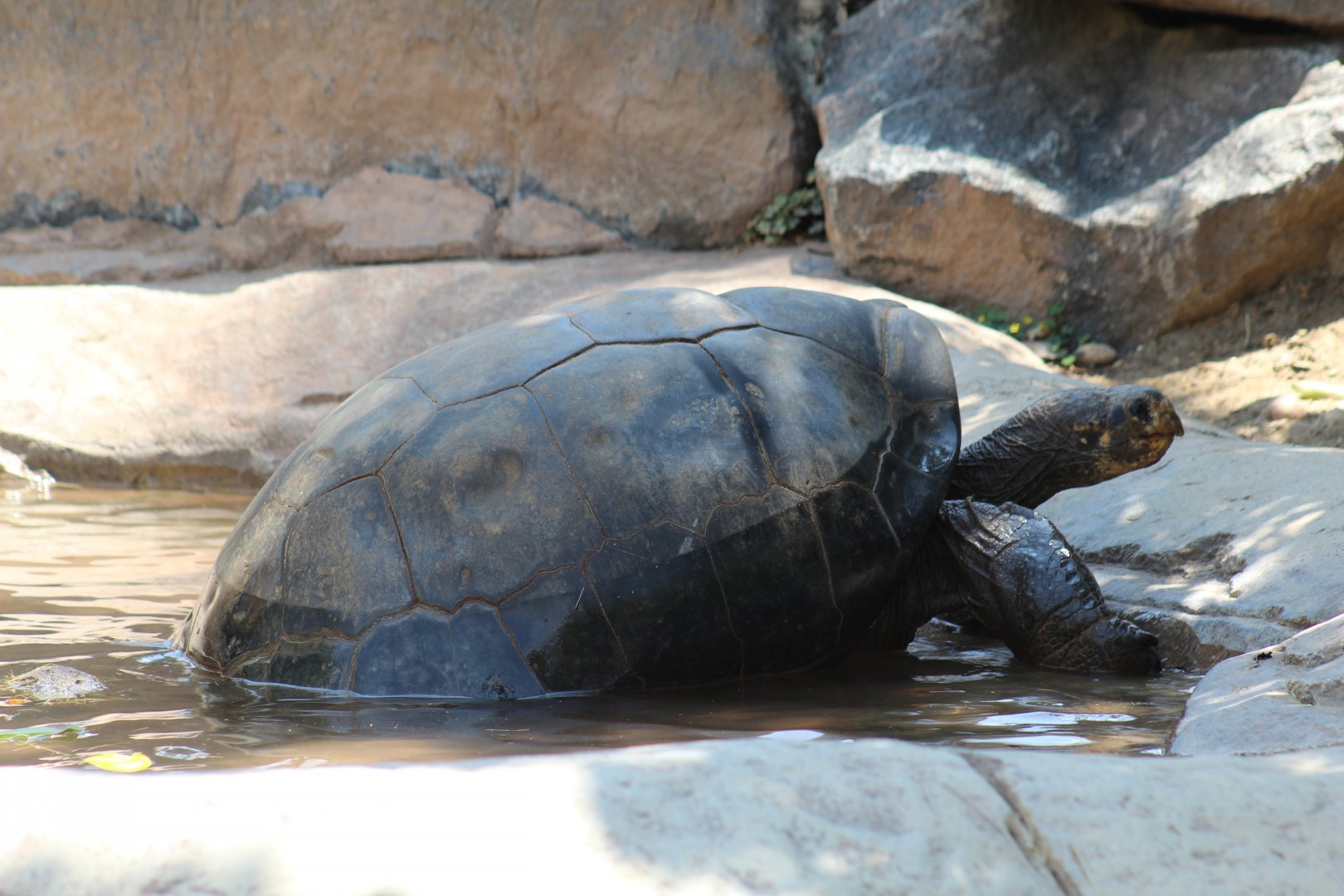 Galápagos giant tortoise