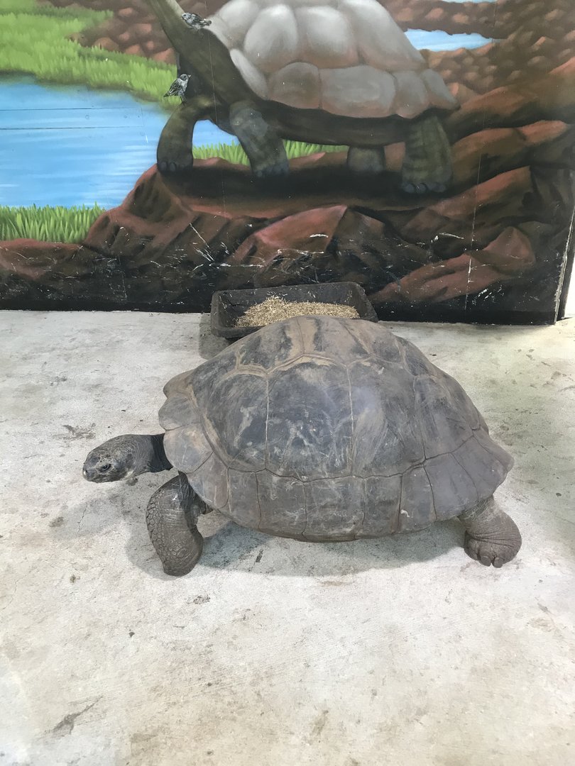 Galapagos Giant Tortoise