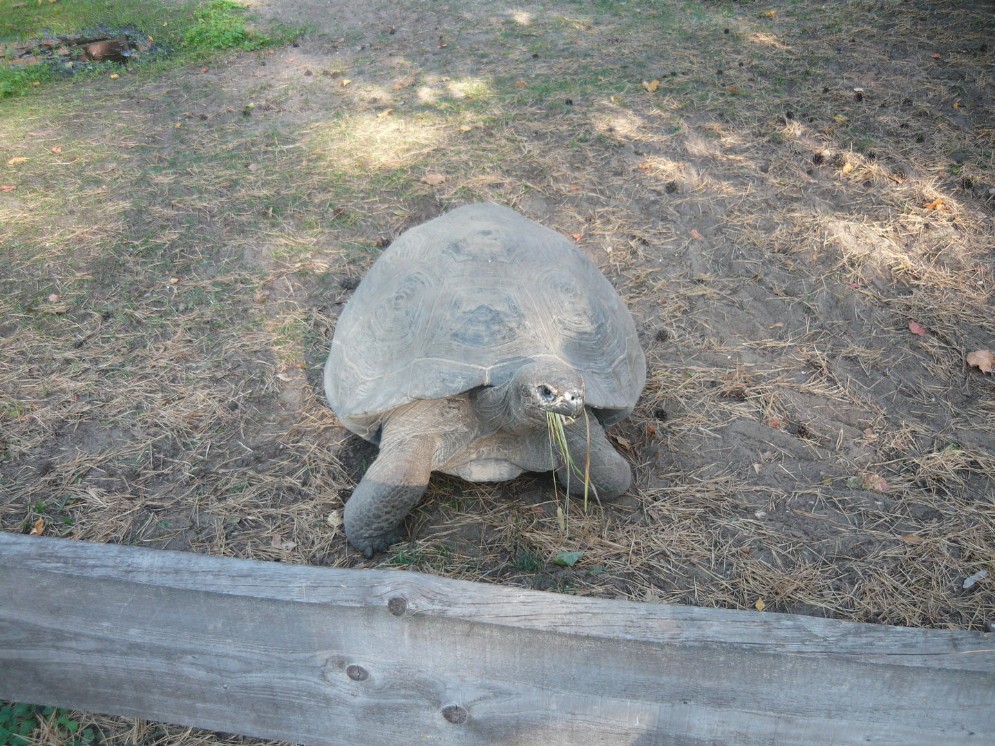 Galapagos giant tortoise