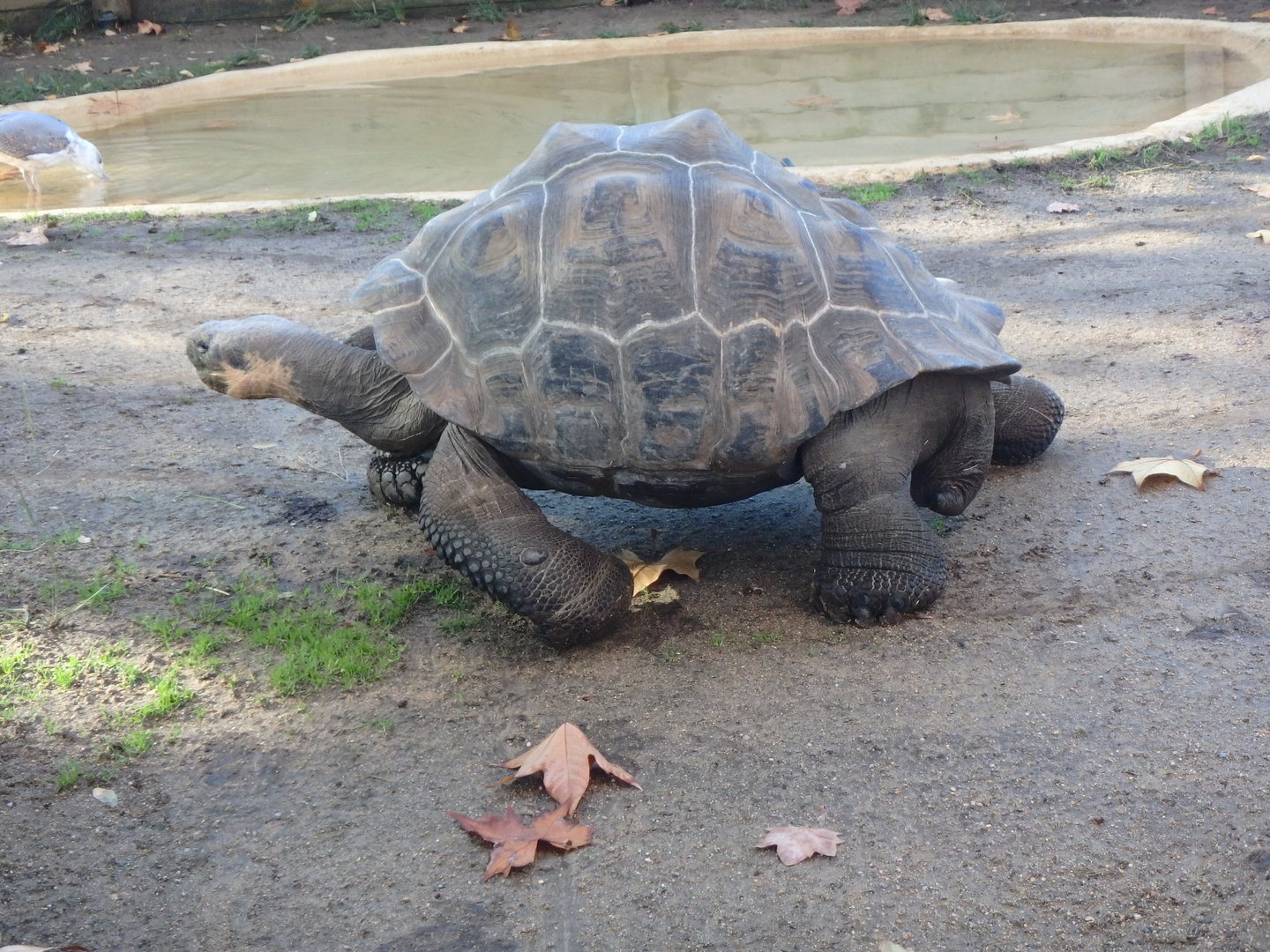Galápagos giant tortoise