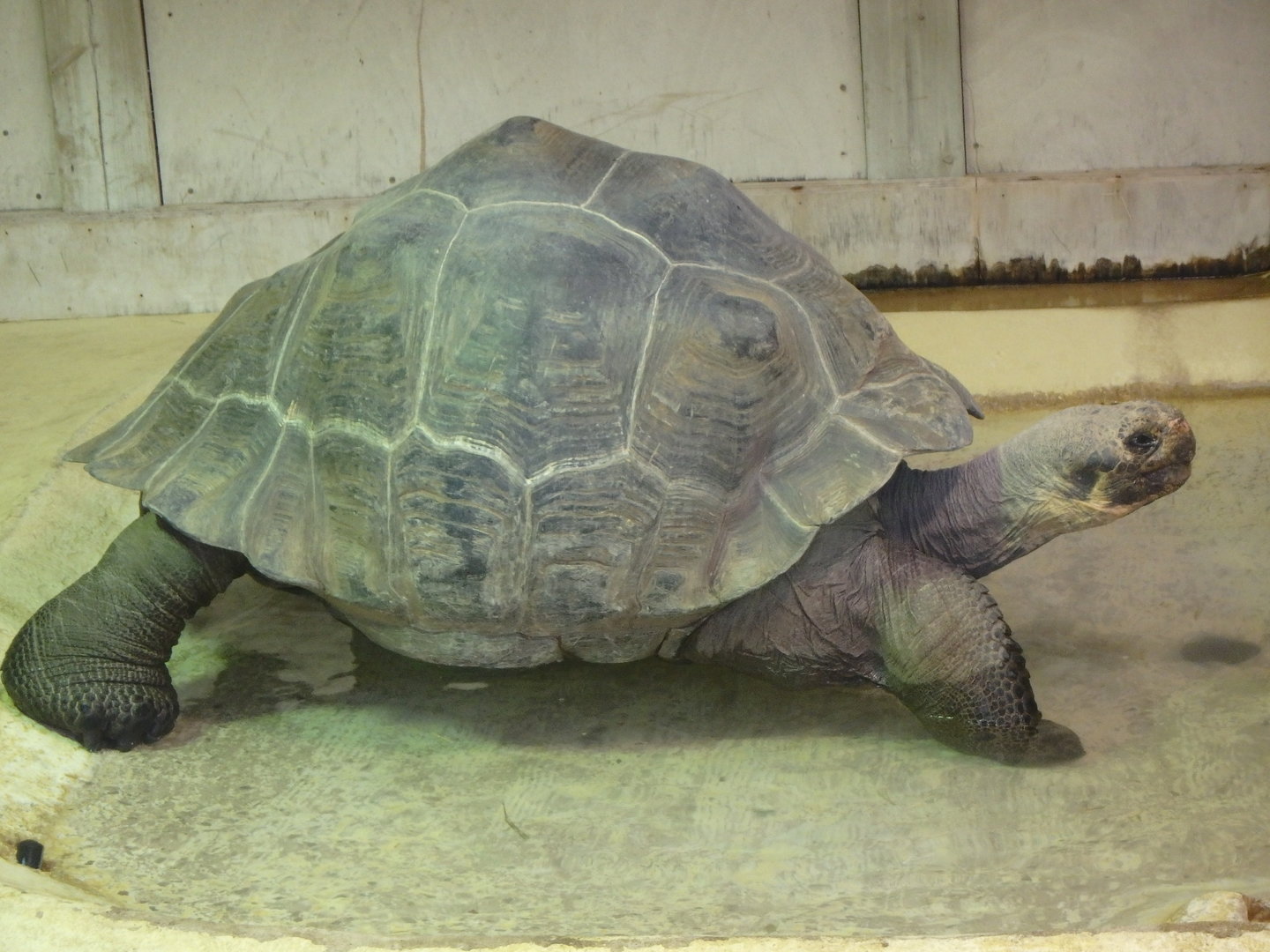 Galápagos giant tortoise