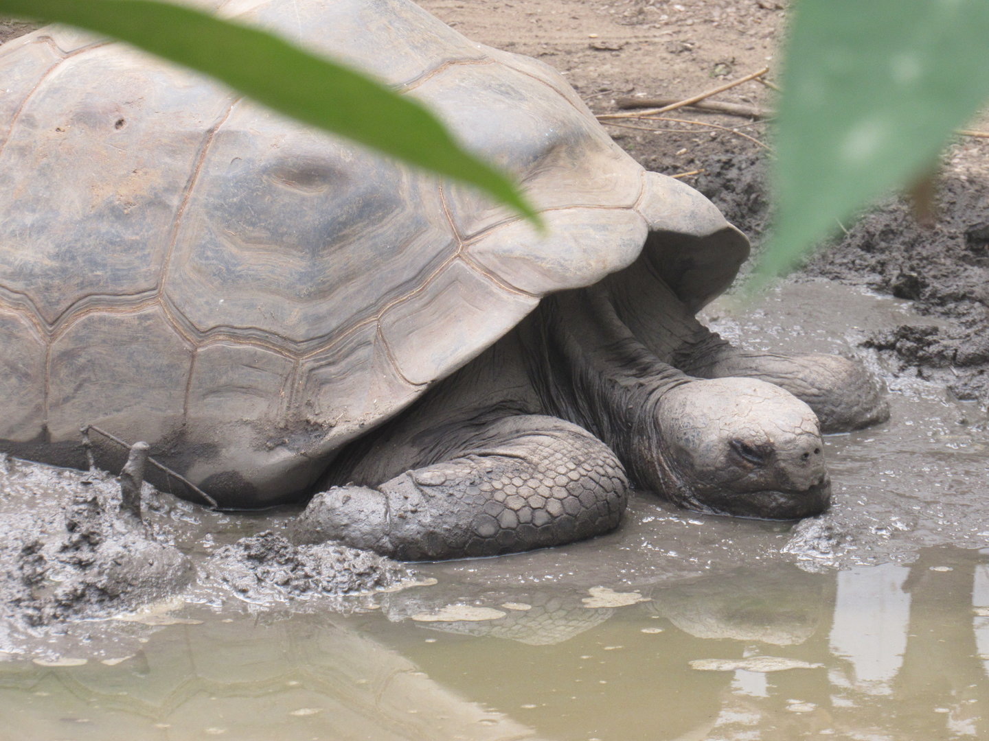 Galapagos Giant Tortoise