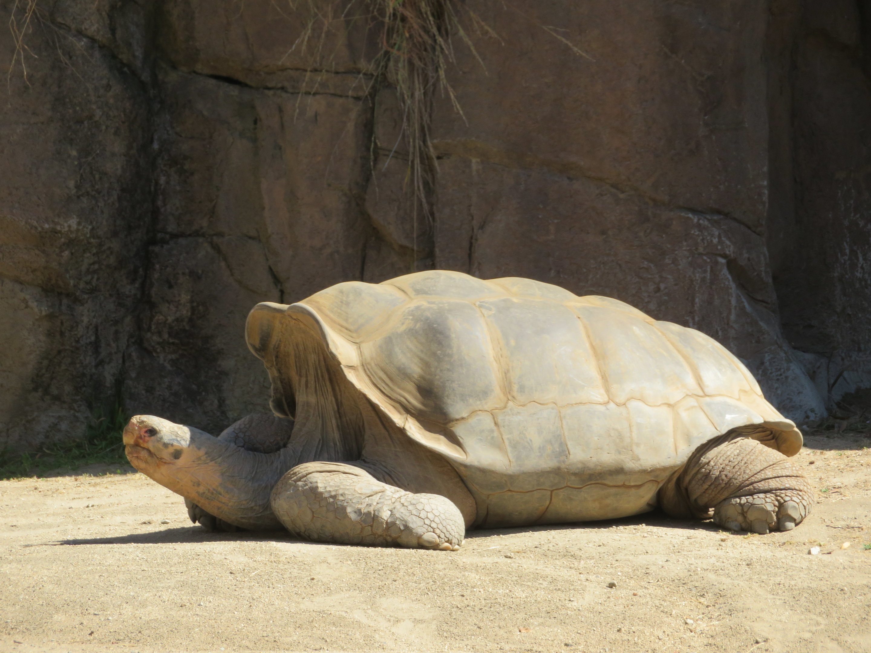 Galapagos Giant Tortoise