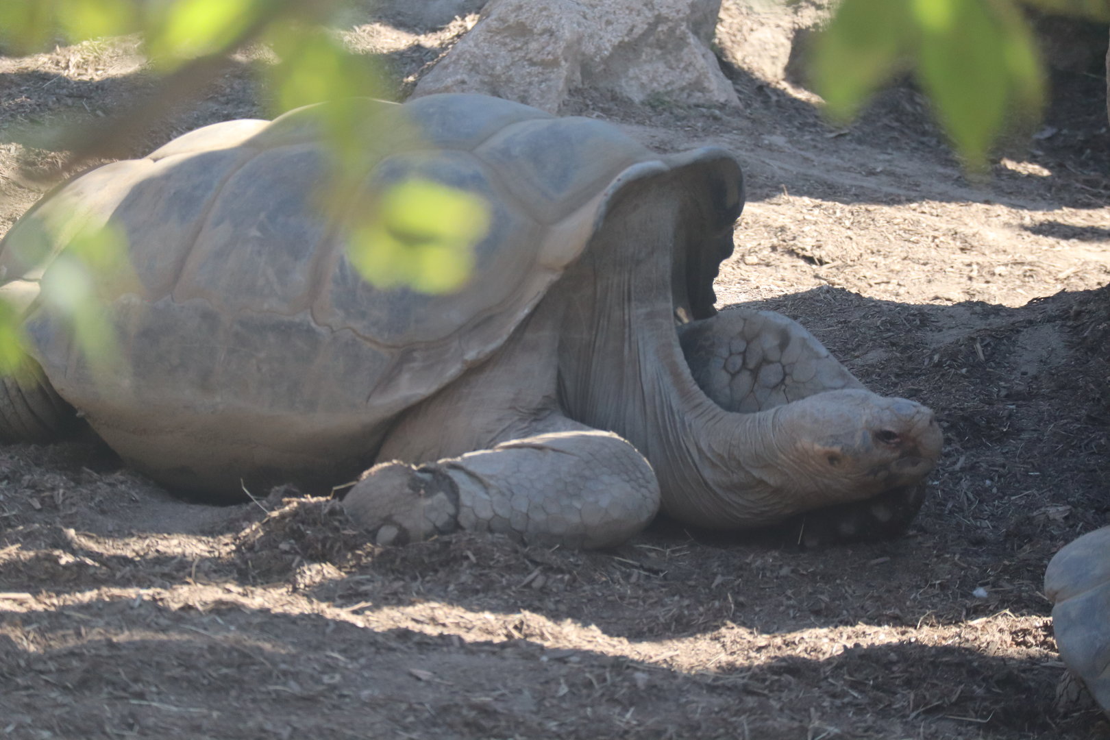 Galapagos Giant Tortoise