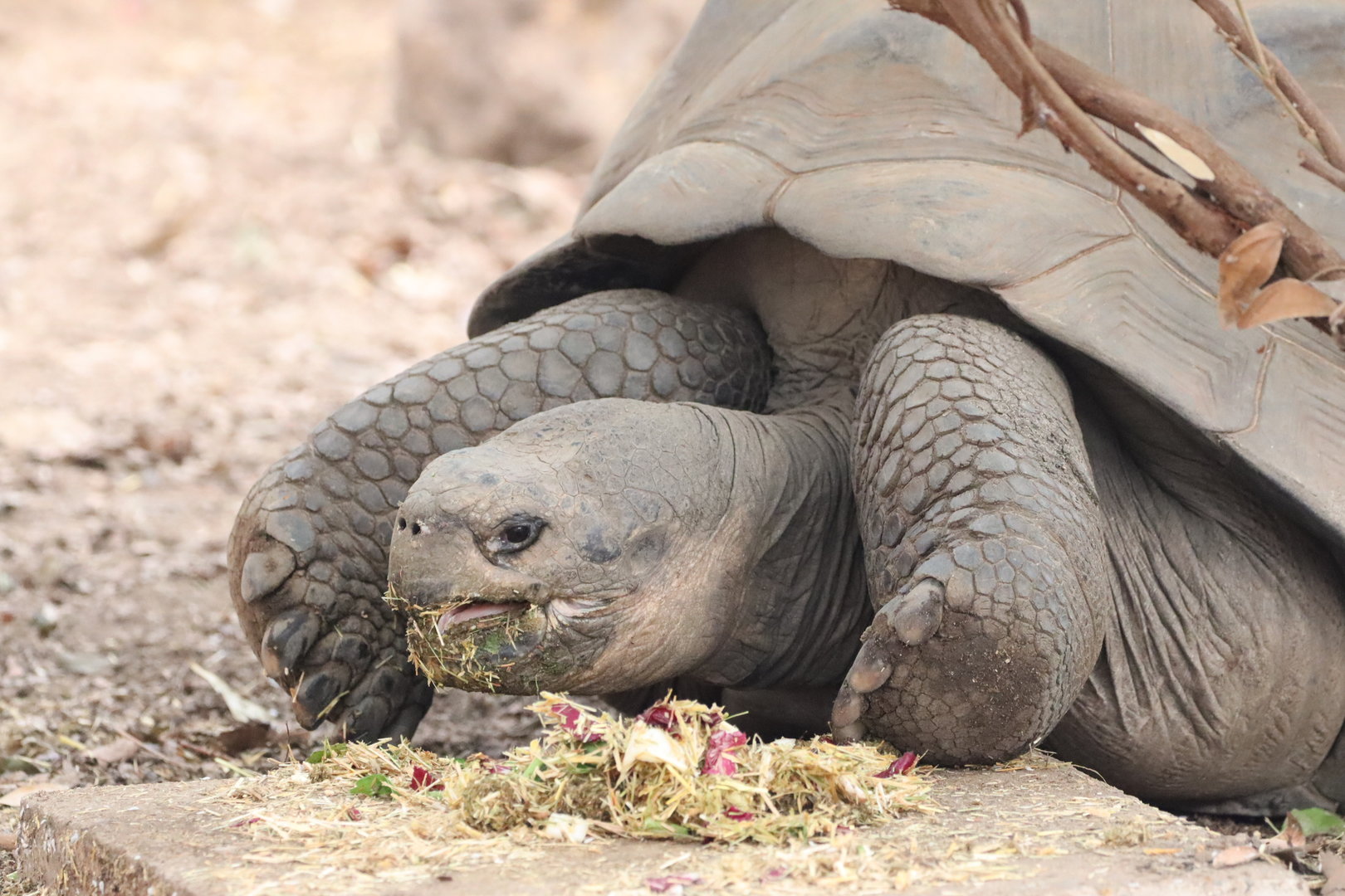 Galapagos Giant Tortoise