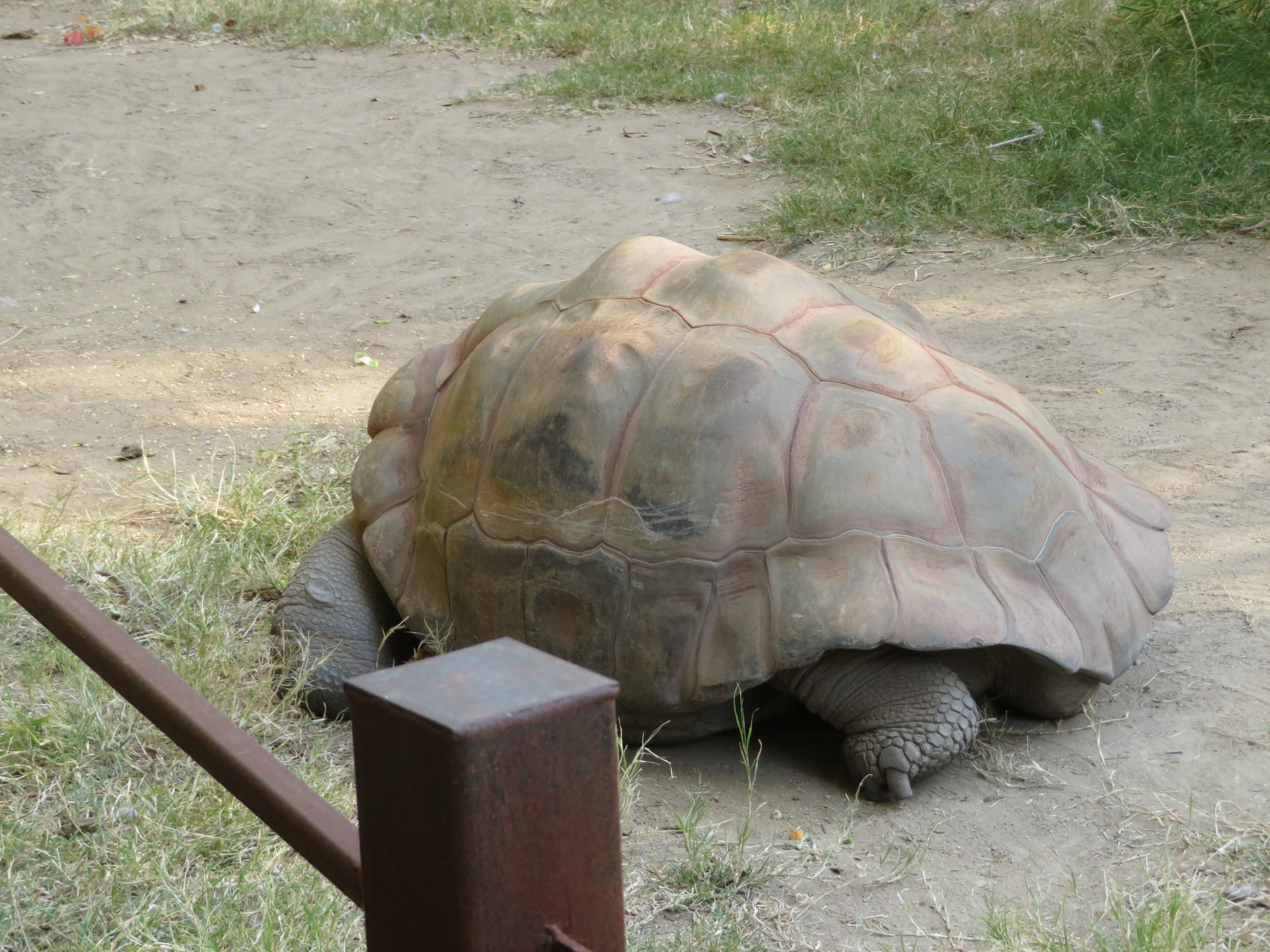 Galapagos Giant Tortoise