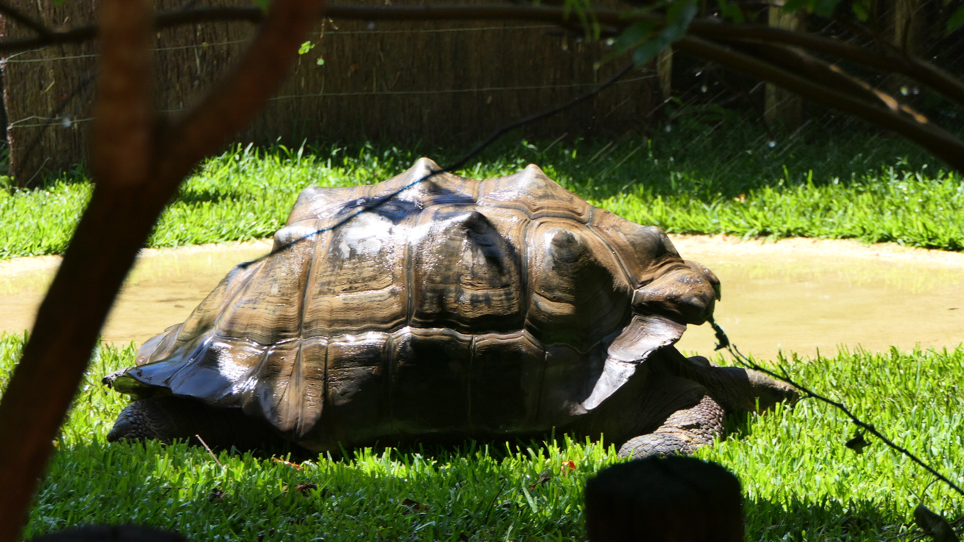 Galapagos Giant Tortoise