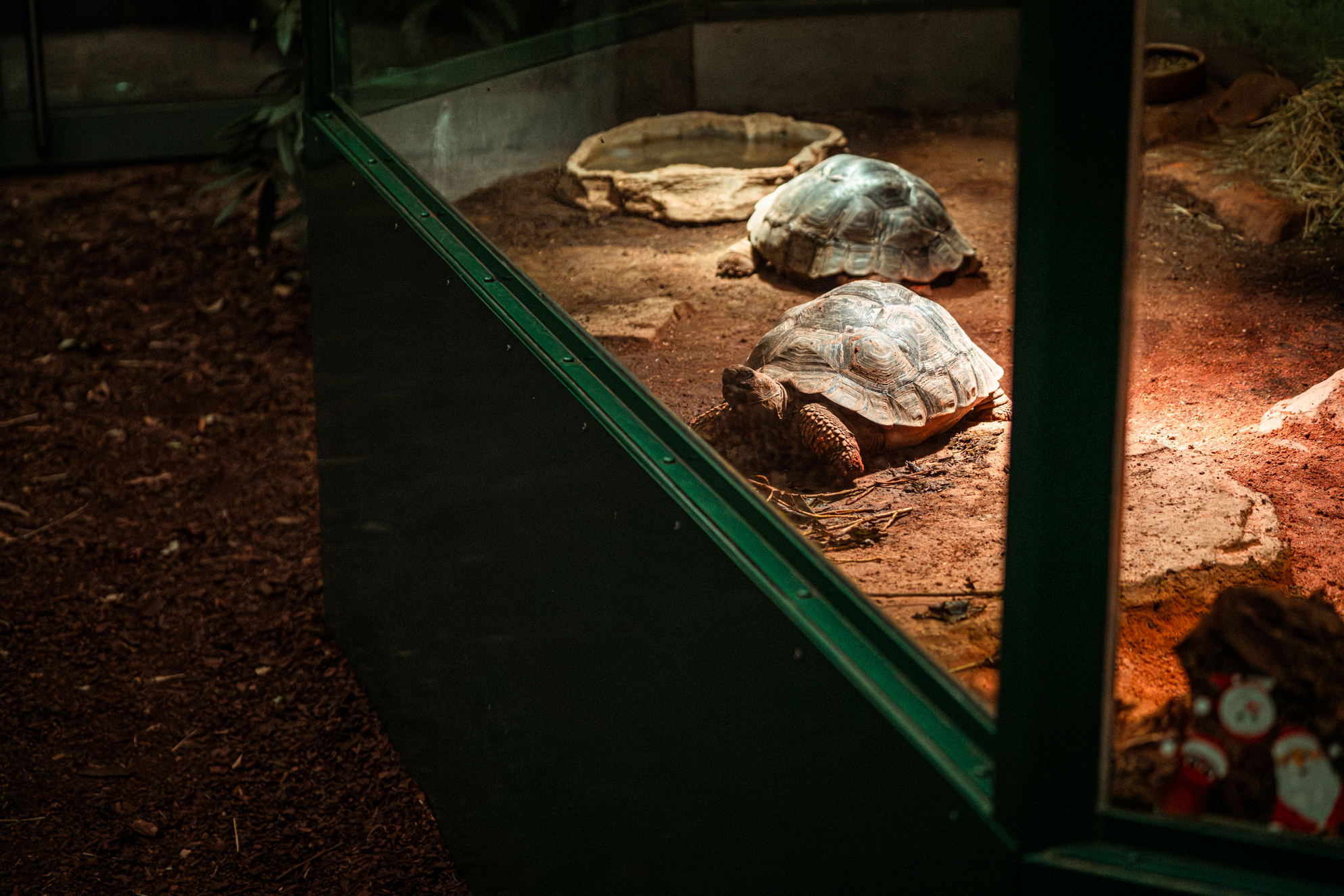Galapagos giant tortoise