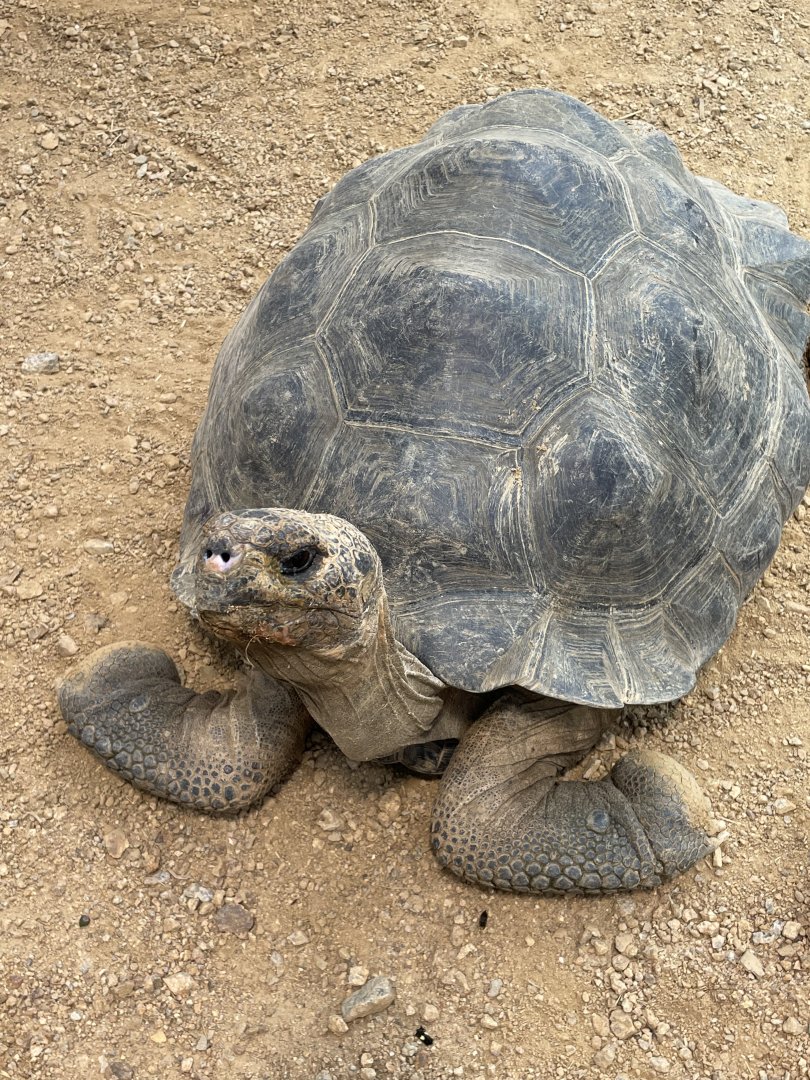 Galapagos Giant Tortoise