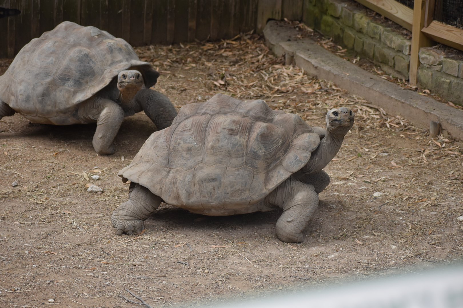 Galapagos Giant Tortoise