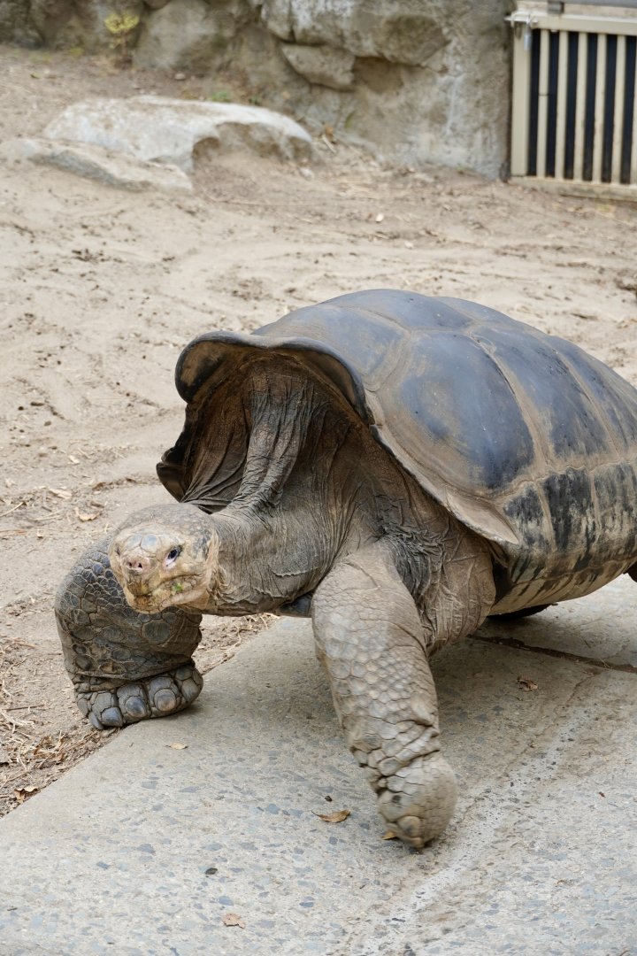Galapagos Giant Tortoise