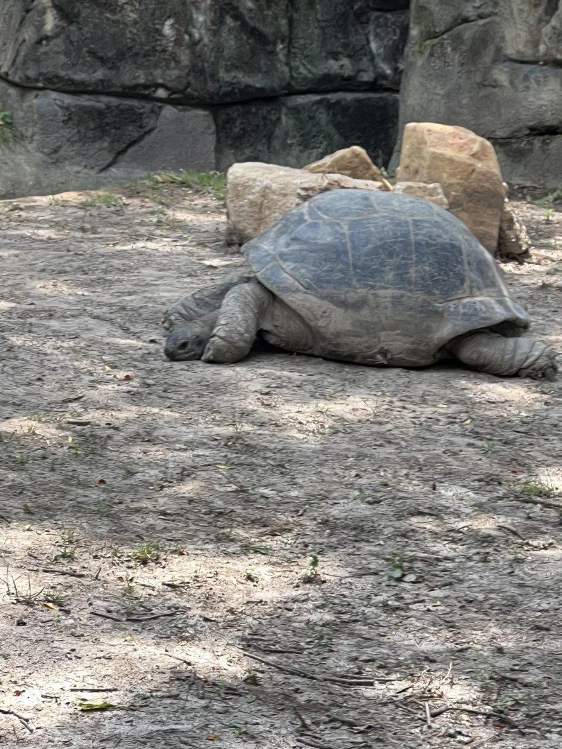 Galapagos Giant Tortoise
